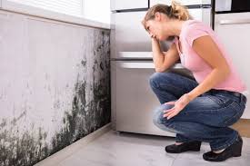 Best Black Mold Removal  in Aurora, SD